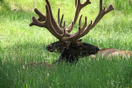 canva elk MADCBbGP4p4