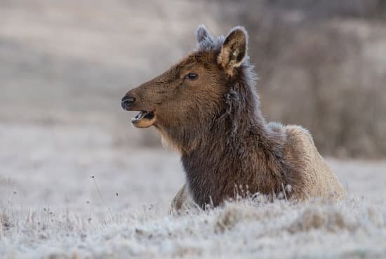 canva elk MADCvQK7NqE