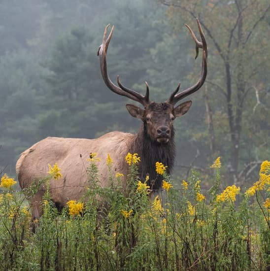 canva elk