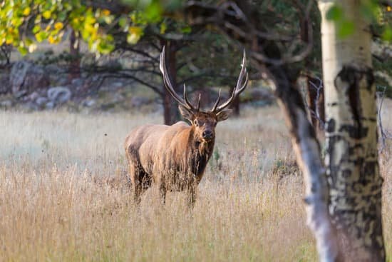 canva elk MADDiDpSHO0