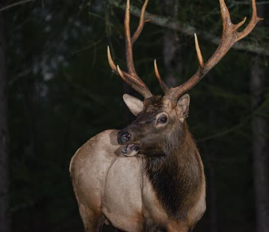 canva elk