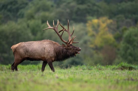 canva elk MADEklbAJhA