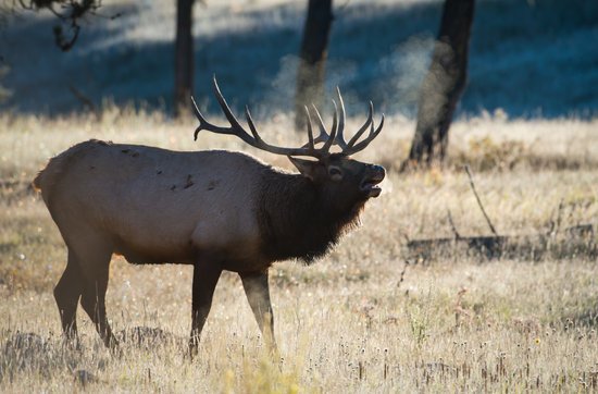 canva elk MADGC2CZPa4