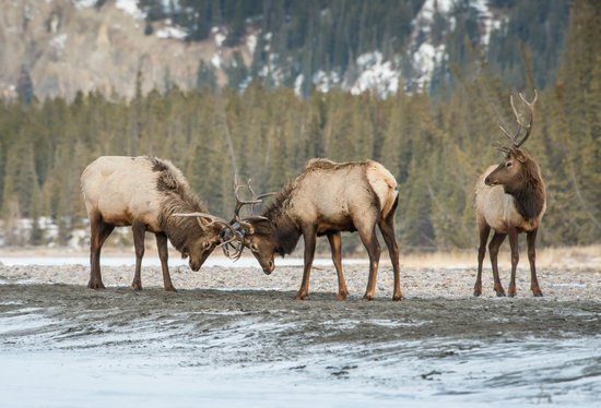 canva elk
