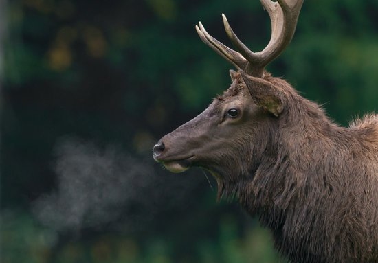 canva elk