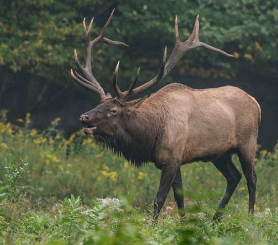 canva elk MADGHDttEF8