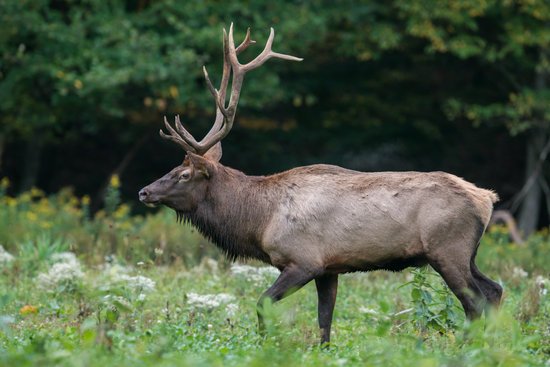 canva elk