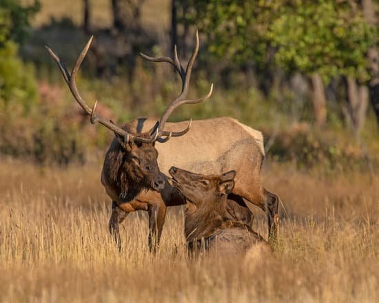 canva elk MADqrw9VtUU