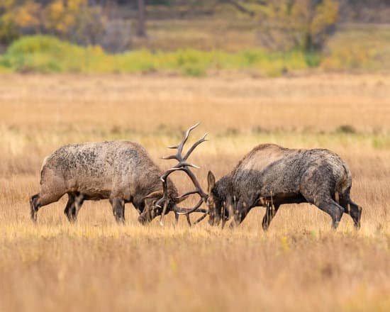 canva elk MADqryVaOns