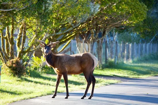 canva elk MADztG6CfVo