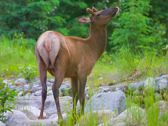 canva elk MAEBiEQE0wE