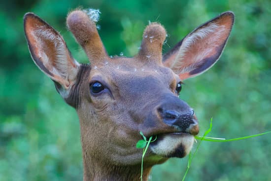 canva elk MAEBiNOBY2Y