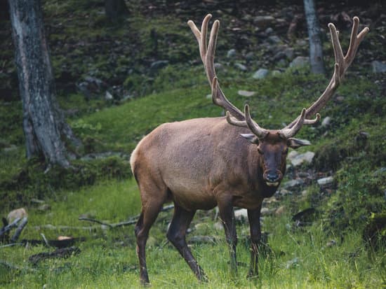 canva elk MAEBioIjsMQ