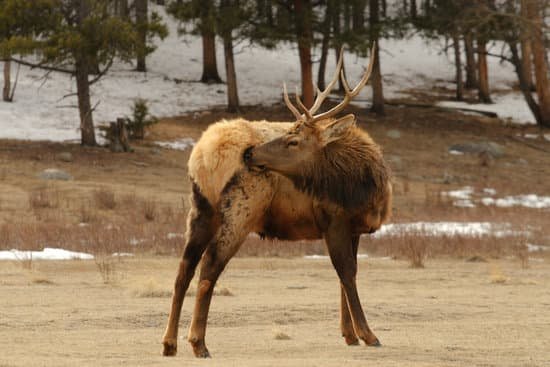 canva elk MAEEOvsbDmY