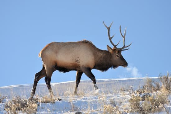 canva elk MAEEPdhamKc