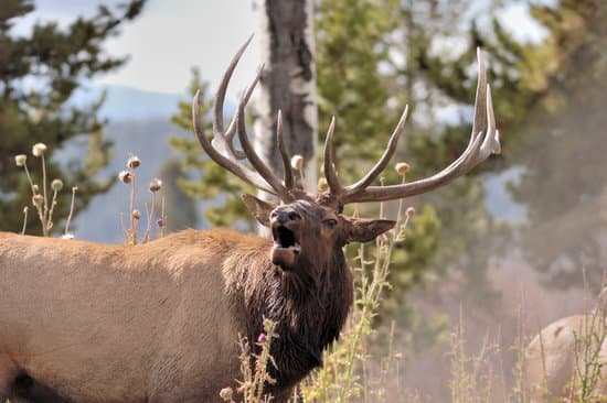 canva elk MAEEPfZEUNc
