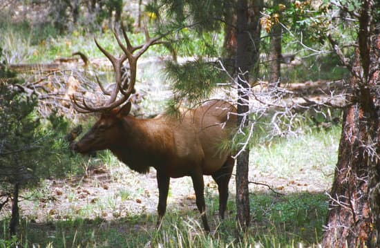 canva elk MAEEmqfHU88