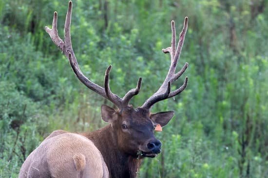 canva elk