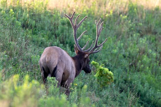 canva elk MAEF4Smbbyw