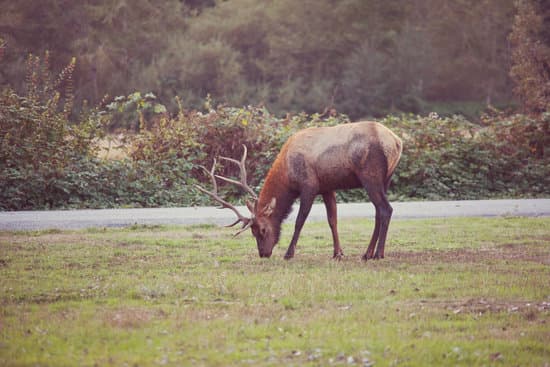 canva elk