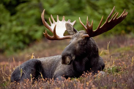 canva elk in nature MADQ5TdBIfo