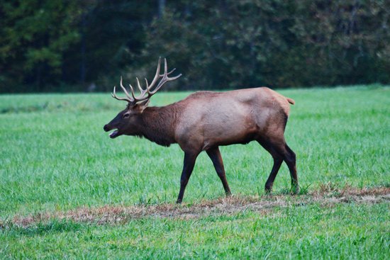 canva elk on green grass field MADGvqySenQ