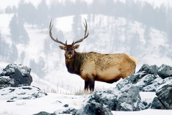 canva elk or wapiti cervus canadensis yellowstone national park wyoming usa MADaqiPbCzE