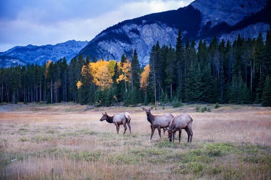 canva elks MADByp27Mds