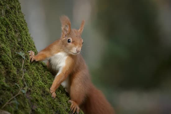 canva european squirrel MADesGtqZ28