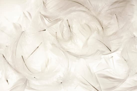 canva feather MAC JTcs0PU