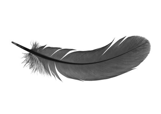 canva feather MAC44gDJO78