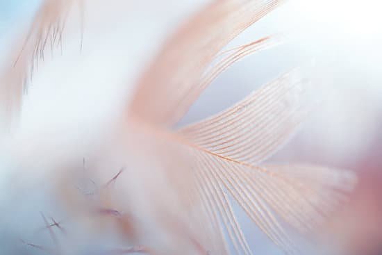 canva feather MAC4A8BGB2E
