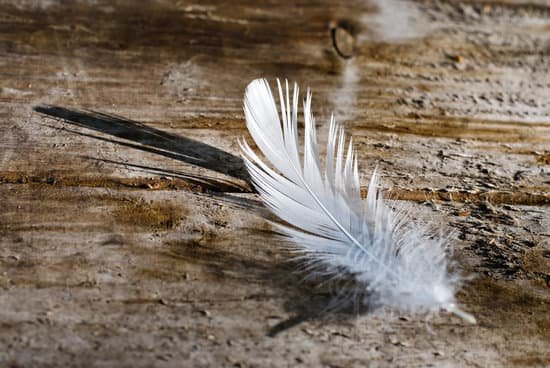 canva feather