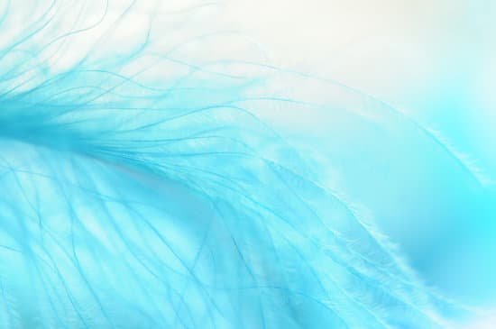 canva feather