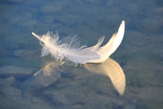 canva feather MADBSuwirLg