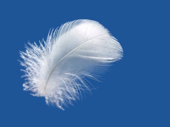 canva feather MADBbGZvgao