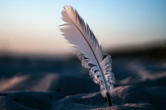 canva feather