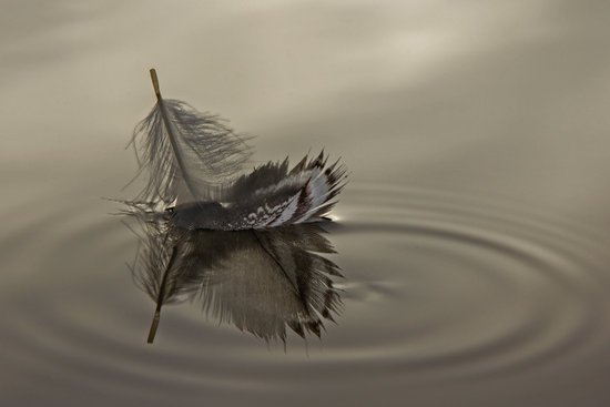 canva feather MADJqCFGR6E