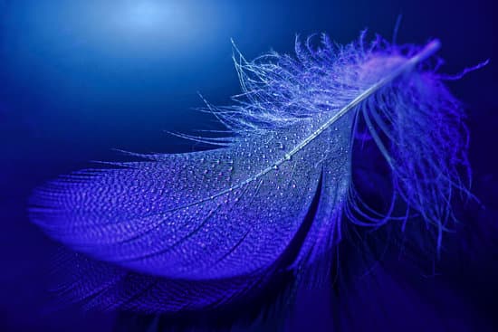 canva feather with tiny water drops in blue light MAEVe5yvTXo