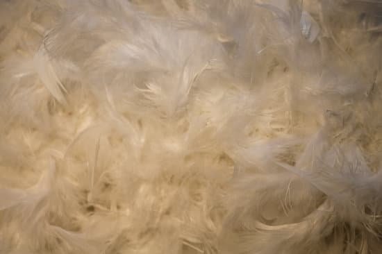 canva feather.