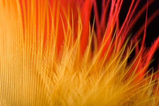 canva feathers MAC9y9wLAW0
