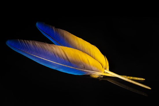 canva feathers colored parrot feathers MADIOwqUmFc