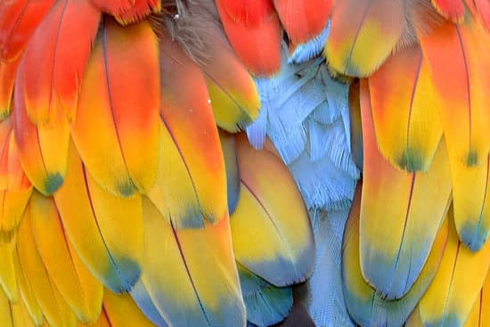 canva feathers of a parrot MADQ5DICd88