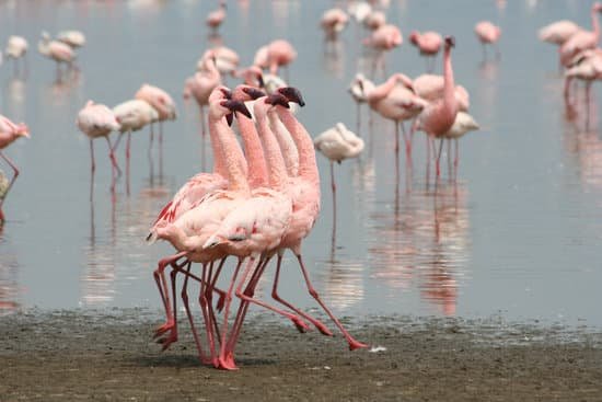 canva flamingo dance MAC6c2cJzmE