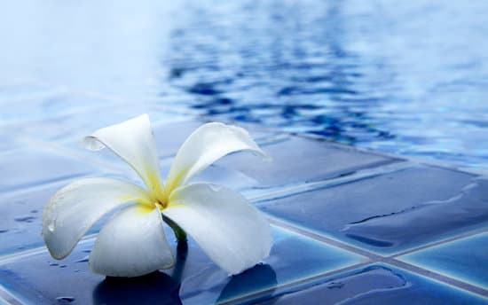 canva flower by the pool MADQtngc8y4