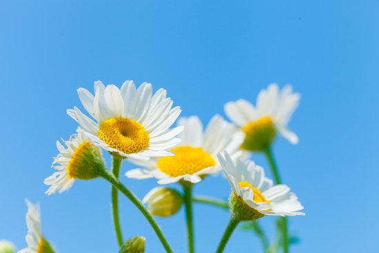 canva flowers and blue sky MADFCUMvi5w