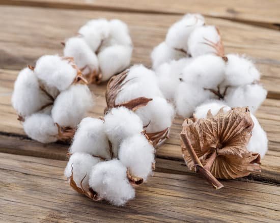 canva fluffy cotton ball of cotton plant. MADatOcJ7Qk