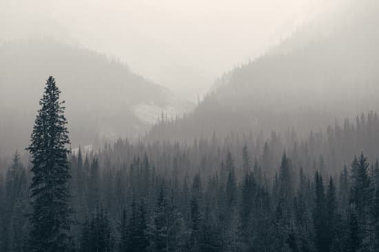 canva foggy mountain forest MADasT8PY5g