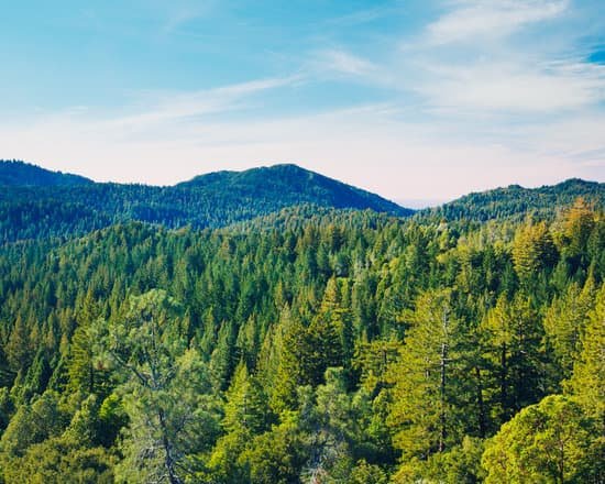 canva forest MAASZhrbwEU