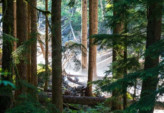 canva forest MAAUil2Uvwk